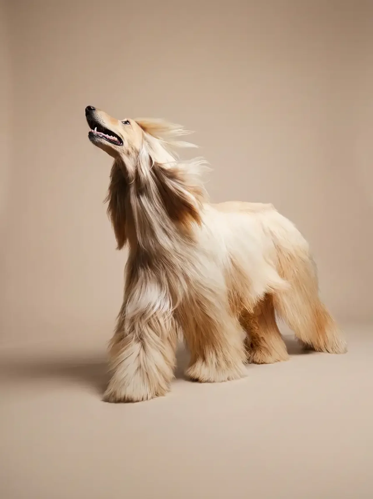 Healthy Dog